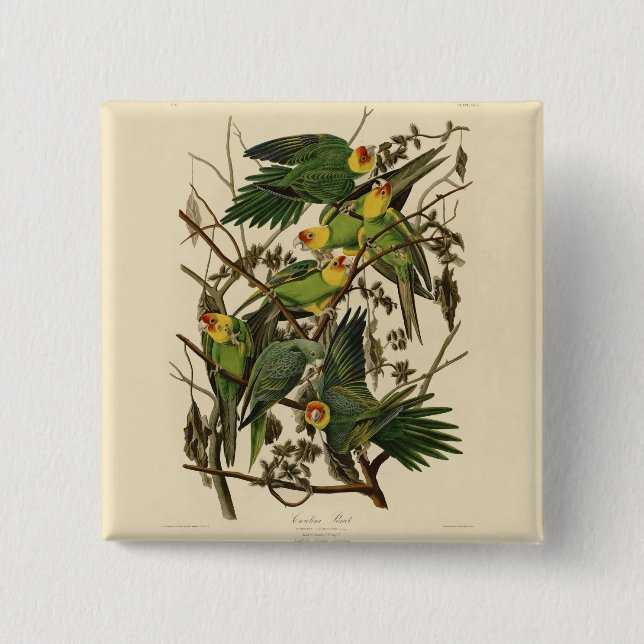 Audubon Carolina Parrot Bird illustration 15 Cm Square Badge (Front)