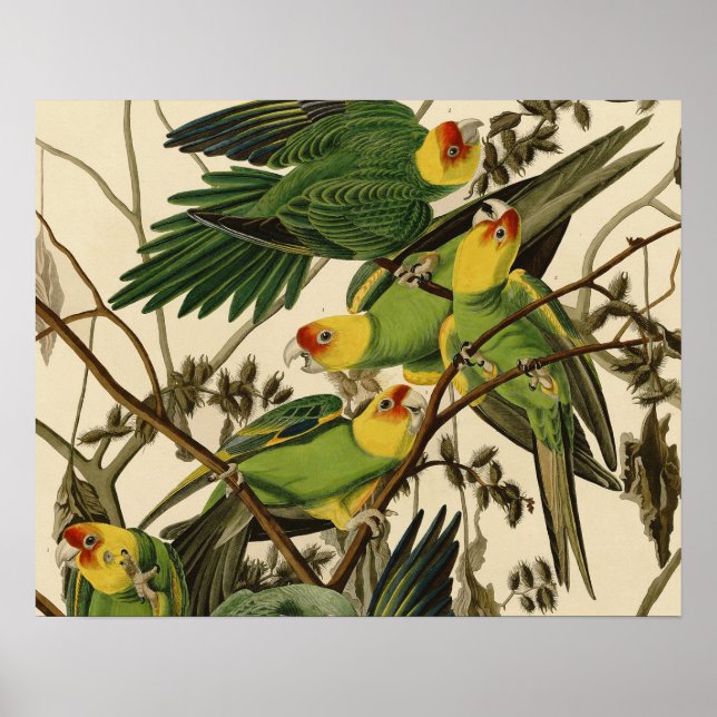 Audubon Carolina Parrot Bird illustration Poster (Front)