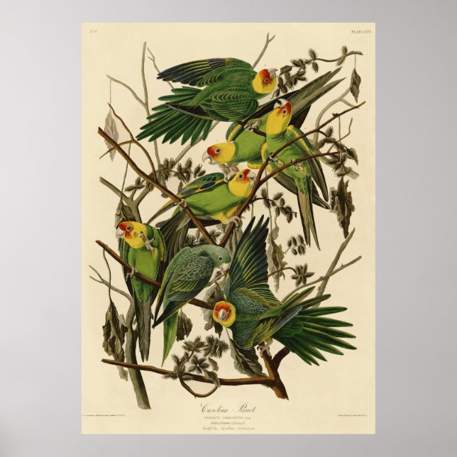 Audubon Carolina Parrot Bird illustration Poster (Front)
