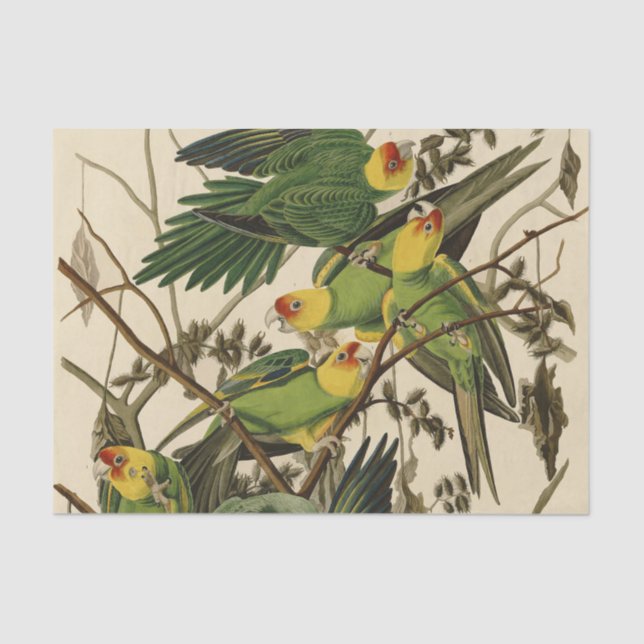 Audubon Carolina Parrot Bird illustration Tissue Paper (Front)