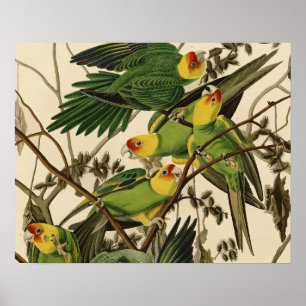 Audubon Carolina Parrot Print Birds of America