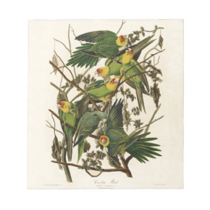 Audubon Carolina Parrot Print Birds of America Notepad