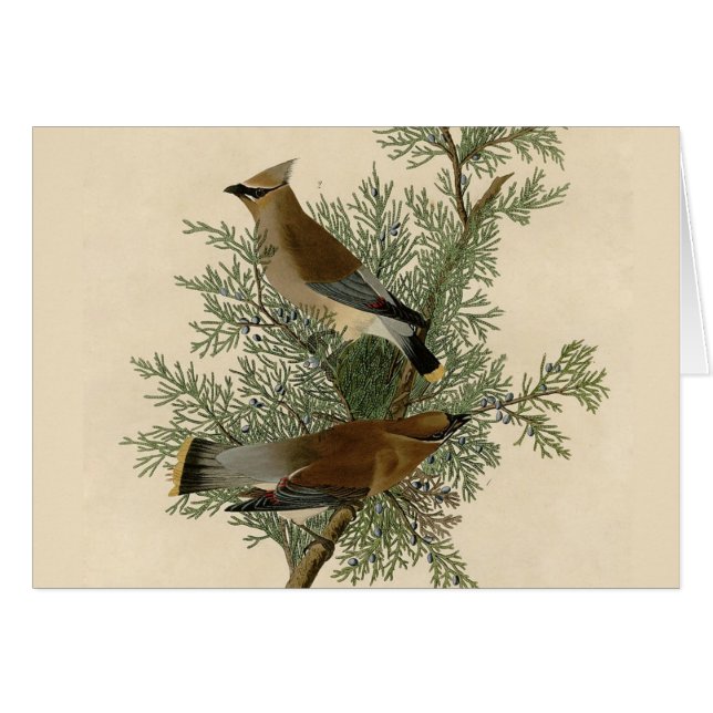 Audubon Cedar Waxwing Bird (Front Horizontal)