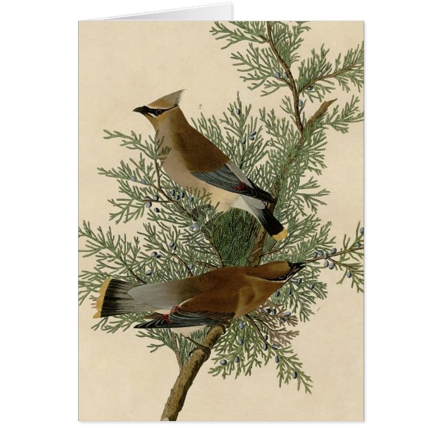 Audubon Cedar Waxwing Bird (Front)