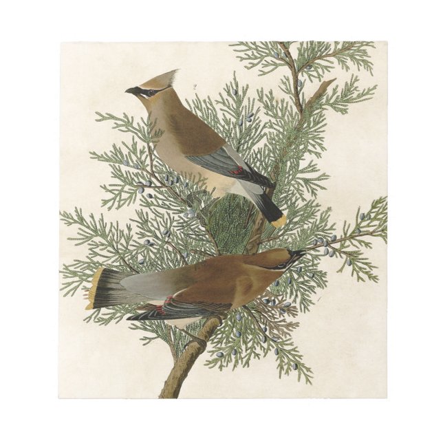 Audubon Cedar Waxwing Bird Notepad (Front)