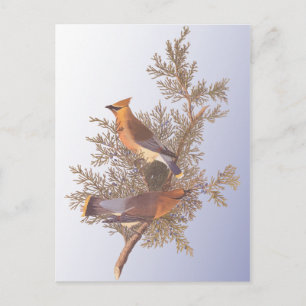 Audubon Cedar Waxwing Bird Postcard