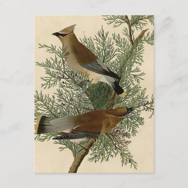 Audubon Cedar Waxwing Bird Postcard (Front)