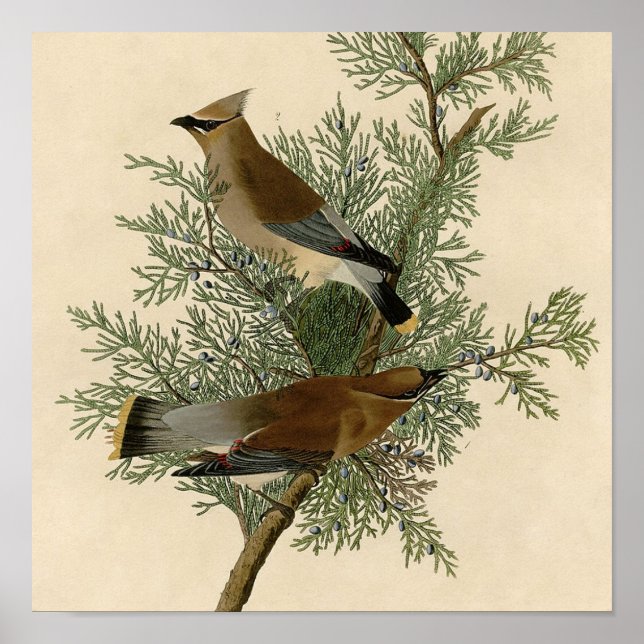 Audubon Cedar Waxwing Bird Poster (Front)
