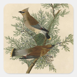 Audubon Cedar Waxwing Bird Square Sticker