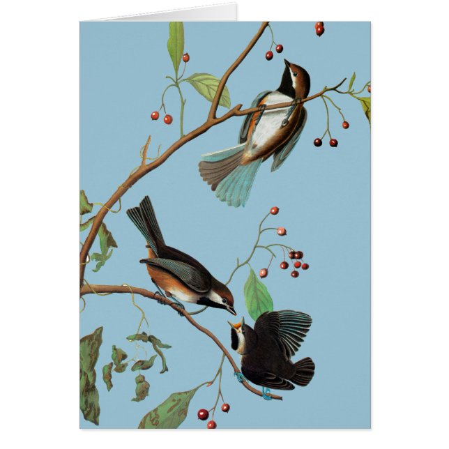 Audubon: Chickadee (Front)
