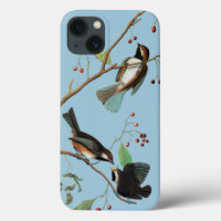 Audubon: Chickadee