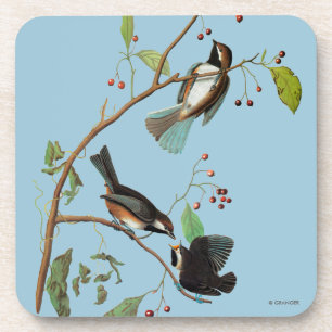 Audubon: Chickadee Coaster