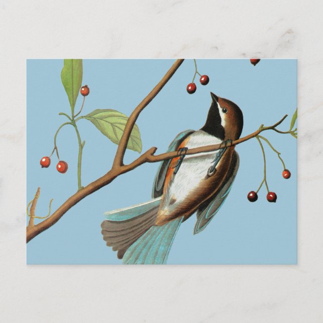 Audubon: Chickadee Postcard (Front)