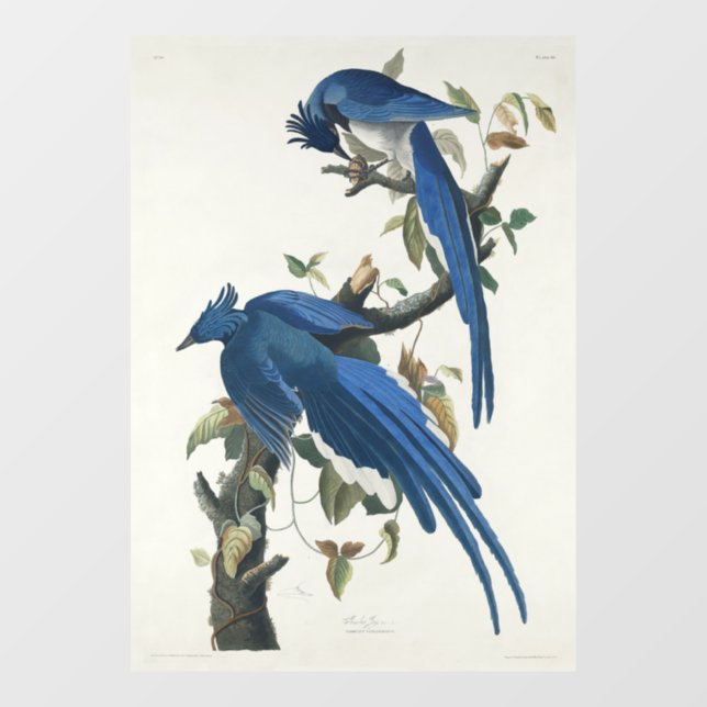 Audubon Columbia Jay Black Throated Magpie Jay (Sheet)