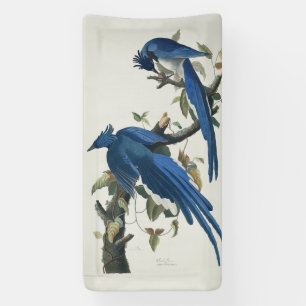 Audubon Columbia Jay Black Throated Magpie Jay Banner
