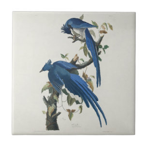 Audubon Columbia Jay Black Throated Magpie Jay Ceramic Tile