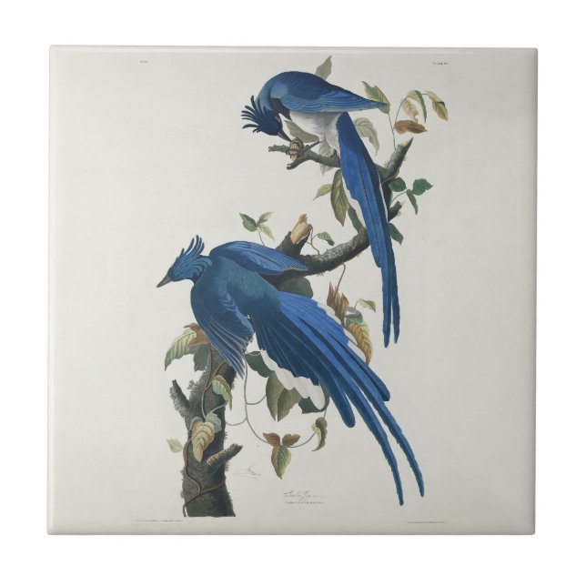 Audubon Columbia Jay Black Throated Magpie Jay Ceramic Tile (Front)