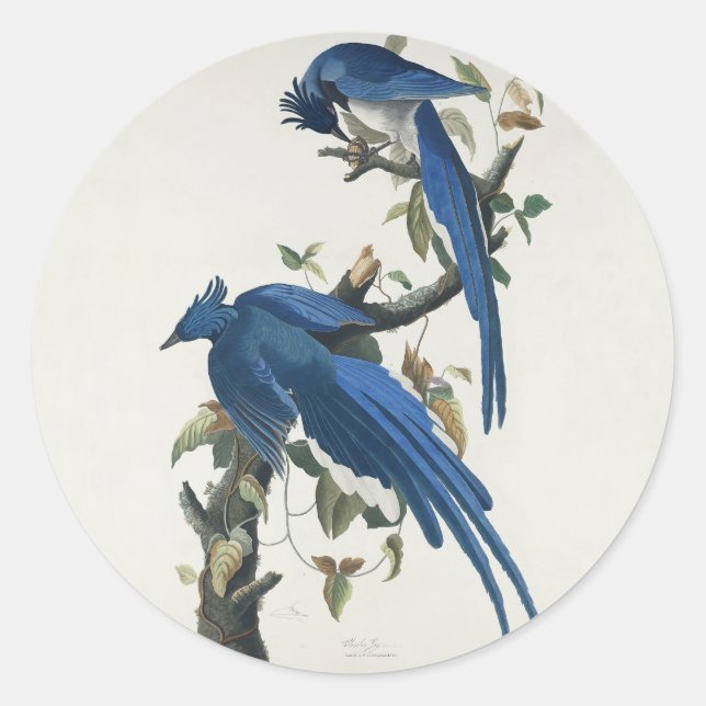 Audubon Columbia Jay Black Throated Magpie Jay Classic Round Sticker (Front)
