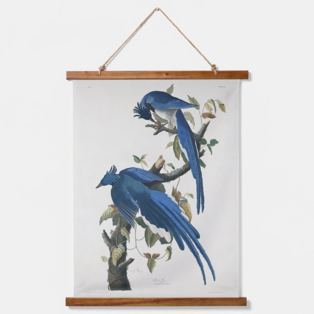 Audubon Columbia Jay Black Throated Magpie Jay Hanging Tapestry (Front)