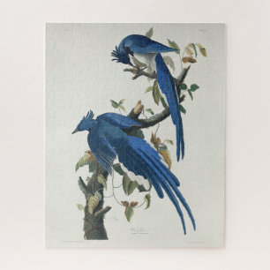Audubon Columbia Jay Black Throated Magpie Jay Jigsaw Puzzle