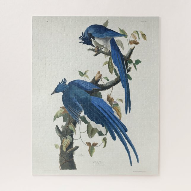 Audubon Columbia Jay Black Throated Magpie Jay Jigsaw Puzzle (Vertical)