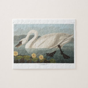 Audubon Common American Swan Jigsaw Puzzle