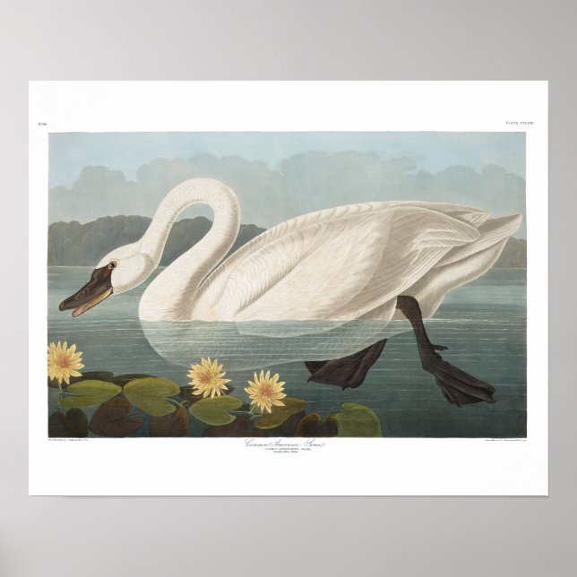 Audubon Common American Swan Poster (Front)