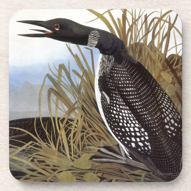 Audubon: Common Loon Coaster (Front)