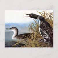 Audubon: Common Loon