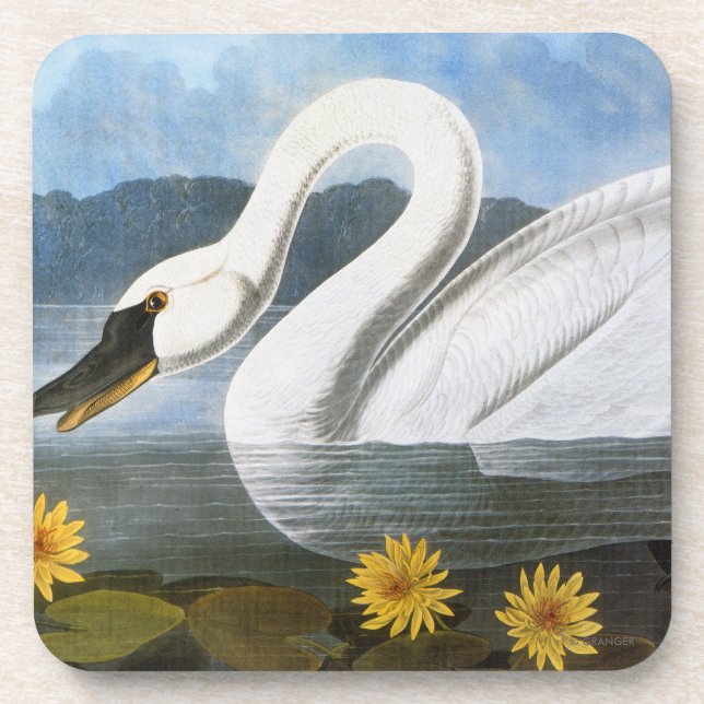 Audubon: Common Swan Coaster (Front)