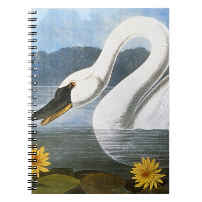 Audubon: Common Swan Notebook (Front)