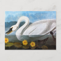 Audubon: Common Swan