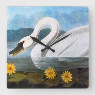 Audubon: Common Swan Square Wall Clock