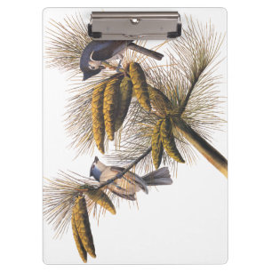 Audubon Crested Titmouse Birds in Pine Tree Clipboard