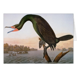 Audubon: Double Crested Cormorant