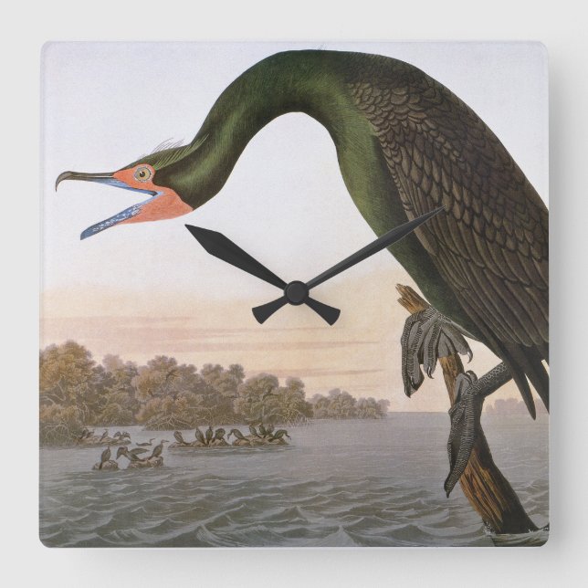 Audubon: Double Crested Cormorant Square Wall Clock (Front)