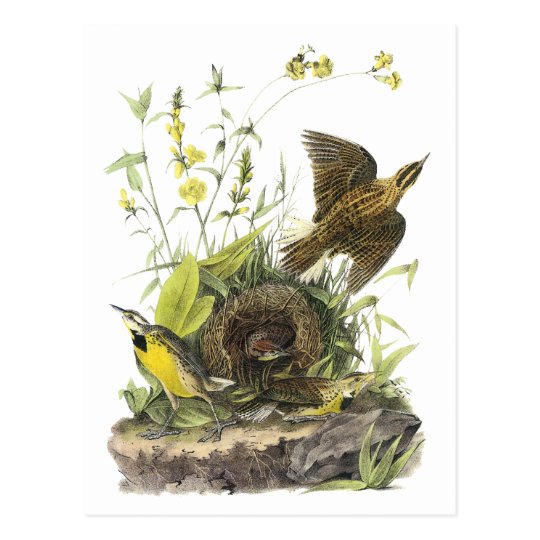 Audubon Eastern Meadowlard Postcard