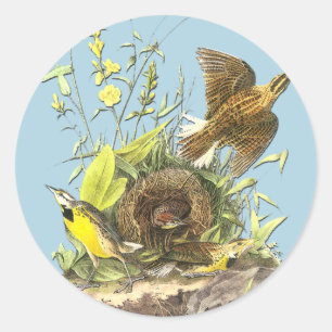 Audubon Eastern Meadowlark Bird Art Stickers