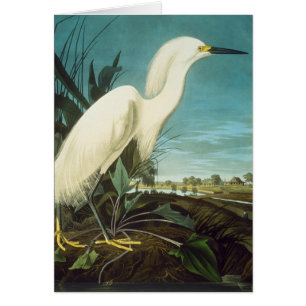 Audubon: Egret