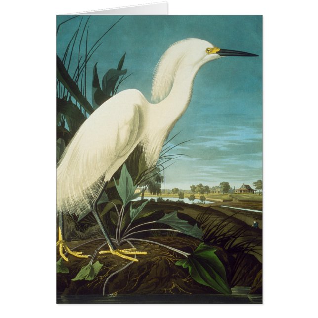 Audubon: Egret (Front)