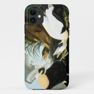 Audubon: Eider Duck iPhone 11 Case
