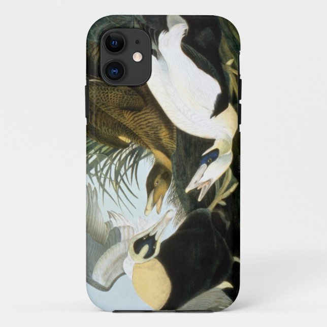 Audubon: Eider Duck Case-Mate iPhone Case (Back)