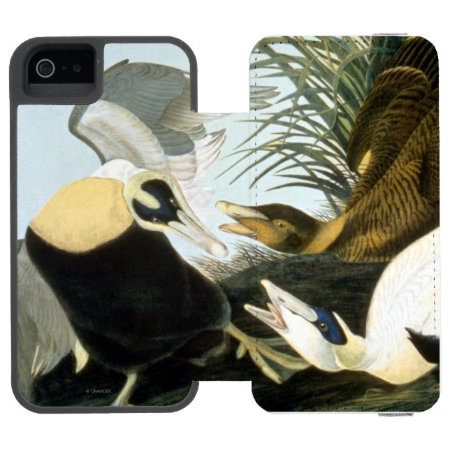 Audubon: Eider Duck Incipio iPhone Wallet Case (Folio Open)