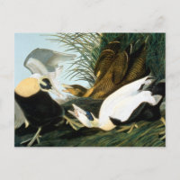 Audubon: Eider Duck
