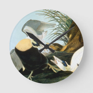 Audubon: Eider Duck Round Clock