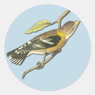 Audubon Evening Grosbeak Bird Art Stickers
