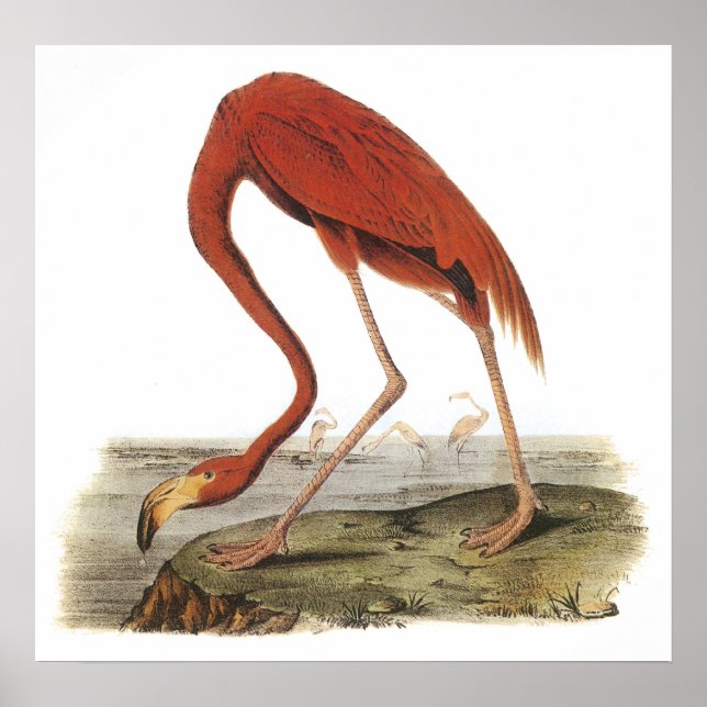 Audubon Flamingo Poster (Front)