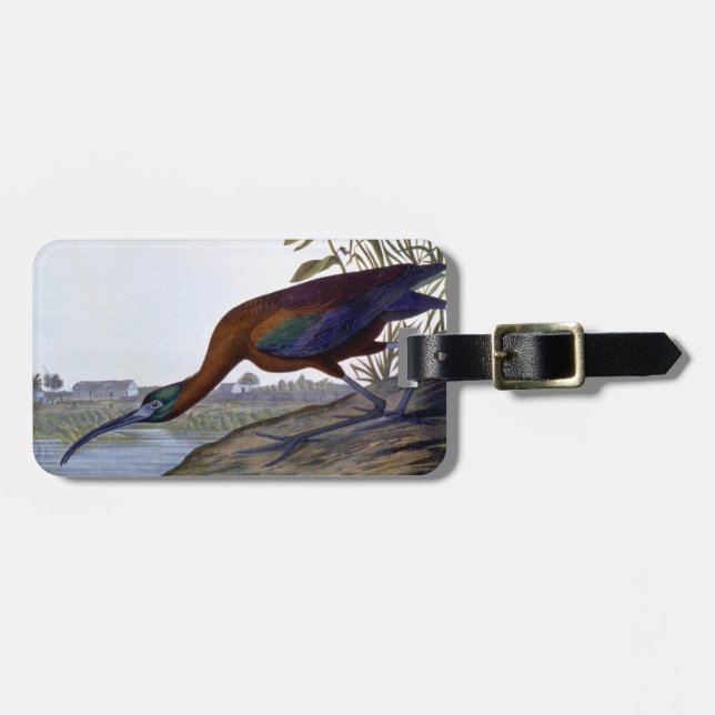 Audubon: Glossy Ibis Luggage Tag (Front Horizontal)