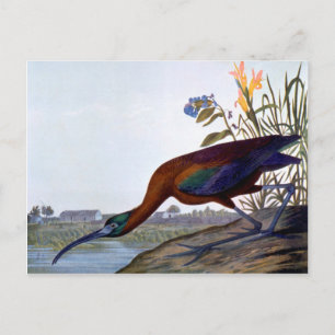 Audubon: Glossy Ibis Postcard