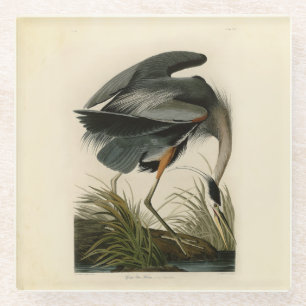 Audubon Great Blue Heron Birds Glass Coaster
